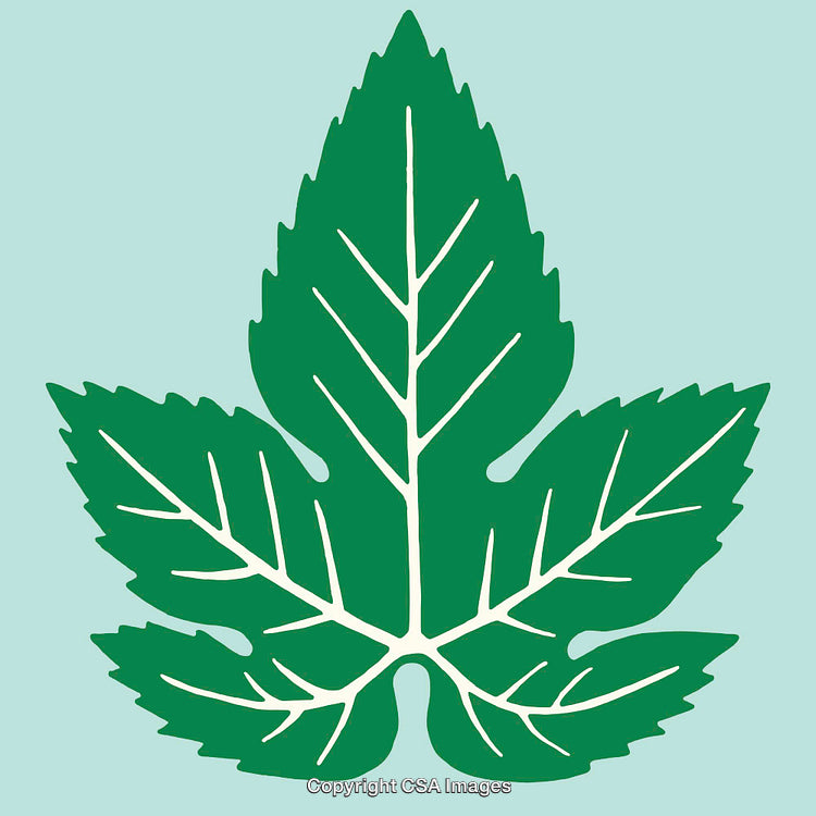 Green Botanically Inspired Leaf Illustration on Light Background