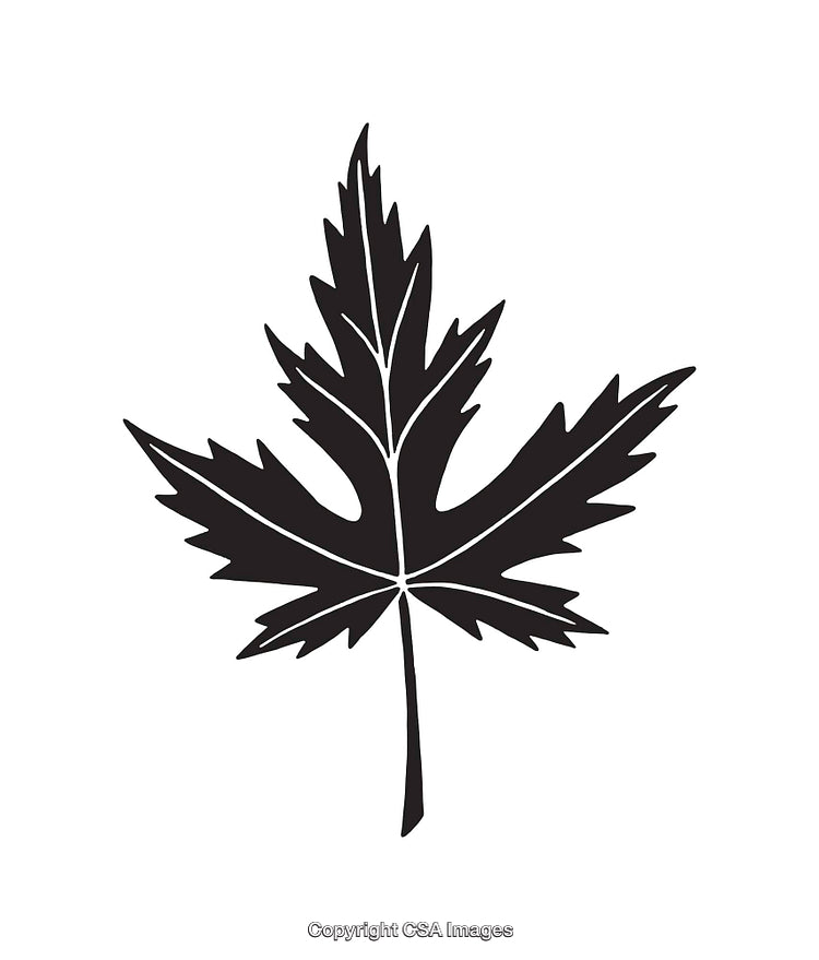 Black And White Silhouette Illustration of a Maple Leaf Design