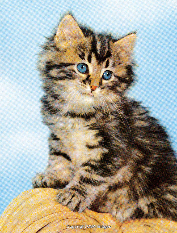Adorable Fluffy Kitten with Bright Blue Eyes Posing Against Blue Background