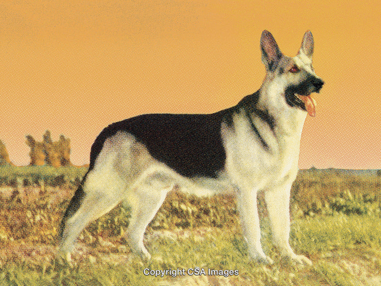 Stylized Portrait of German Shepherd Dog Against a Vibrant Landscape