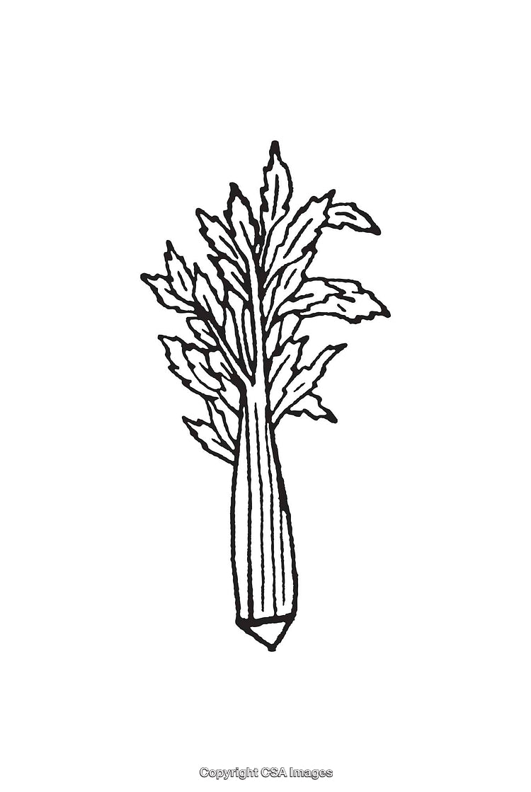 Black And White Line Art Illustration of a Celery Plant