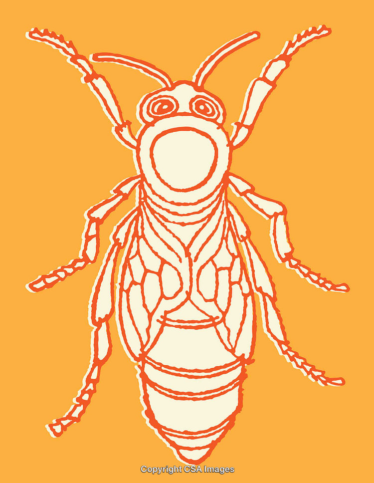 Vibrant Line Art Illustration of Insect on Orange Background
