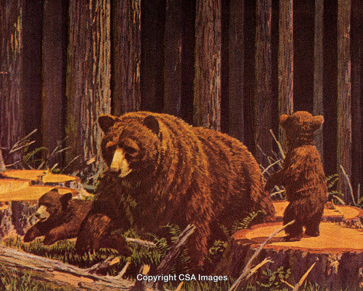 Mother Bear and Cubs Resting in a Forest Landscape with Tree Stumps