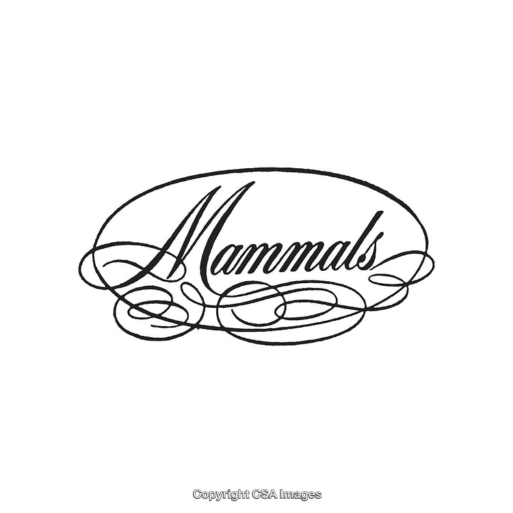 Elegant Handwritten Typography Featuring the Word 'Mammals' in Script Style