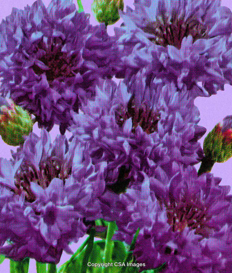 Vivid Purple Flowers Against a Lilac Backdrop with a Retro Dot Print Effect