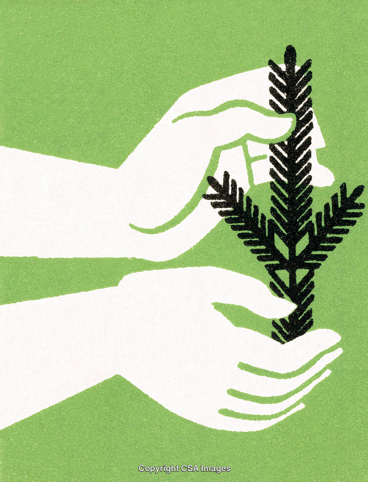 Hands Gently Holding a Fern Branch Against Solid Green Background