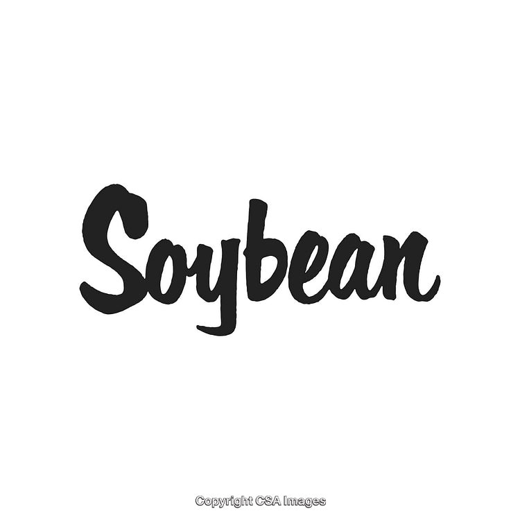 Stylized Handwritten Soybean Text in Black on White Background