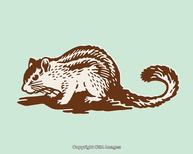 Illustrated Chipmunk Standing on A Tree Branch in Minimalist Color Style