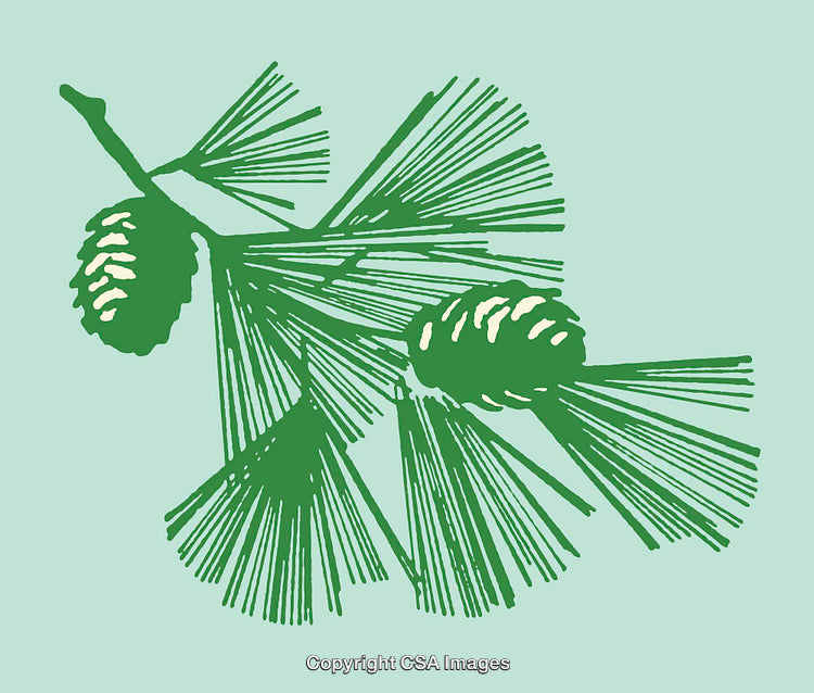 Green Pine Branch Line Art Illustration with Cones on Pastel Background