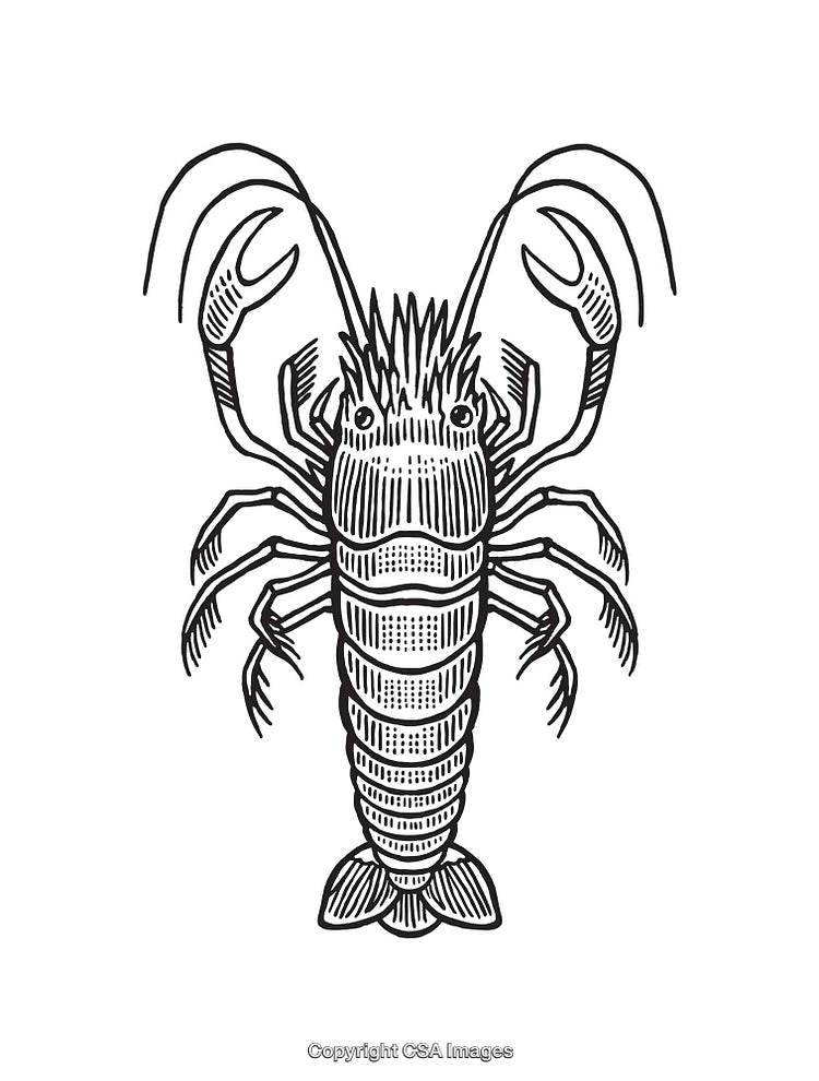 Detailed Black and White Line Art Illustration of a Lobster Design