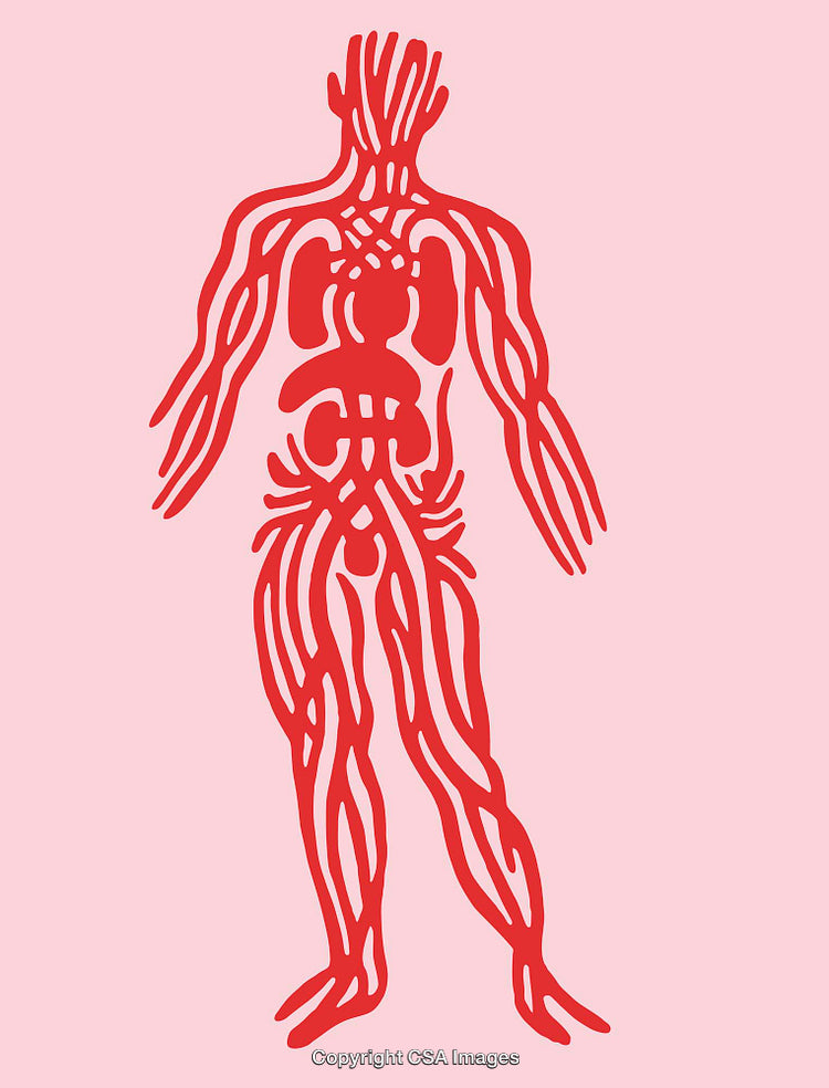 Abstract Graphic Depicting Anatomy Red Lines on Soft Pink Background
