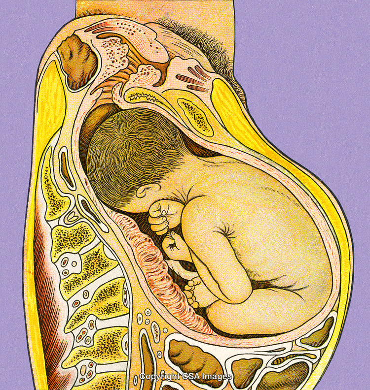 Detailed Illustration of Human Fetal Development Inside the Womb