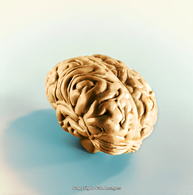 Plastic Brain Model on Light Blue Surface for Educational Displays