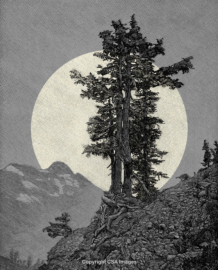 Vintage-Style Illustration of Pine Tree on Rocky Mountain Under Moonlight