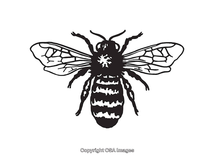 Detailed Black and White Line Art Illustration of a Bee