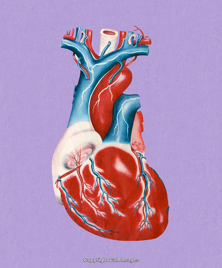 Illustration of a Human Heart Highlighting Arteries and Veins in Vivid Details