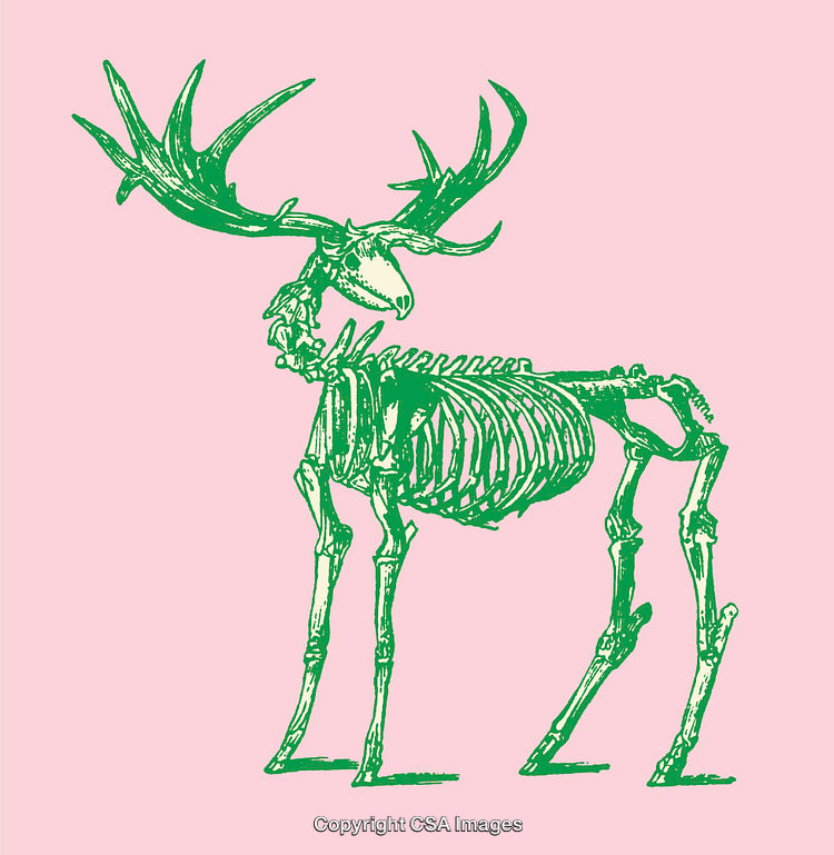 Green Moose Skeleton Illustration on Pink Minimalist Background