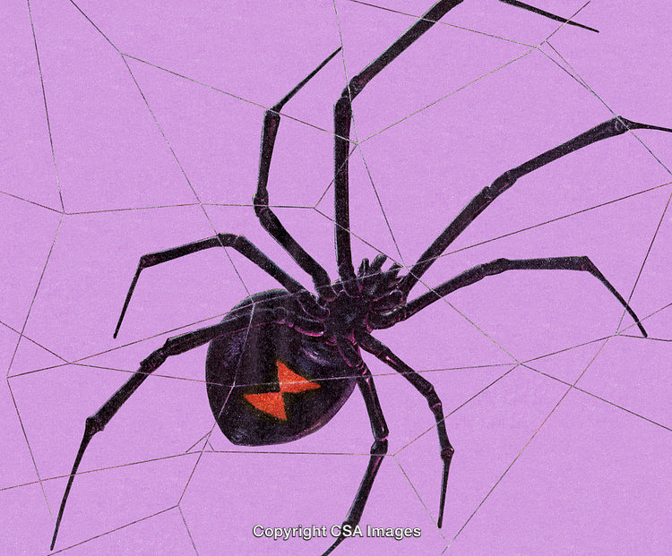 Close-up Artwork of a Black Widow Spider on a Purple Background
