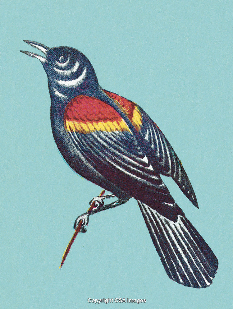 Illustration of a Colorful Singing Bird with Detailed Feathers and a Blue Background