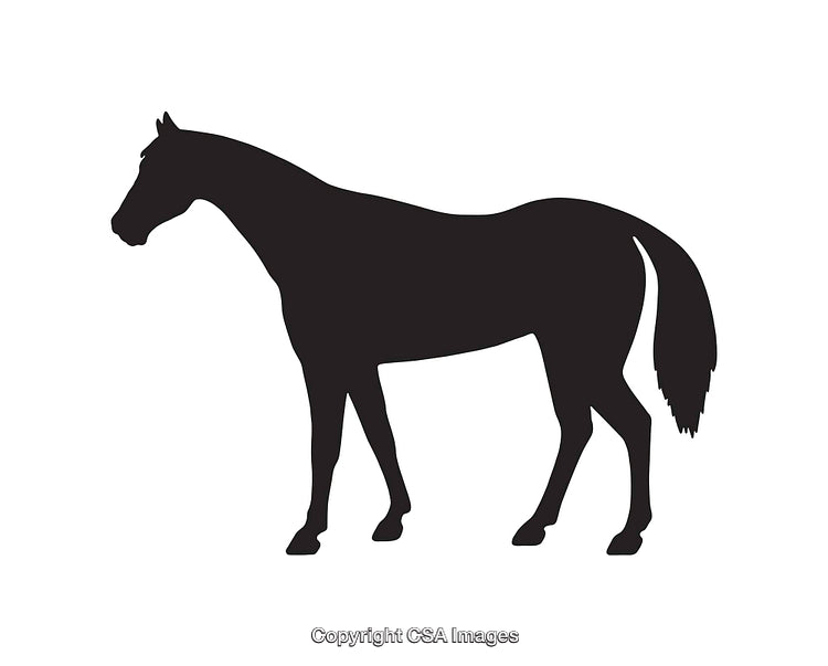 Silhouette of a Horse Standing in Profile View Against White Background