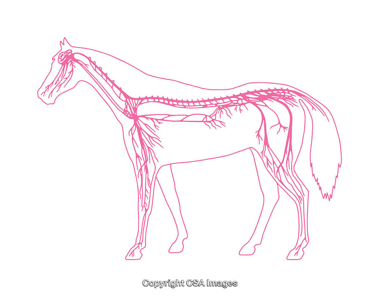 Anatomical Diagram of a Horse's Nervous System in Pink Outline Graphic
