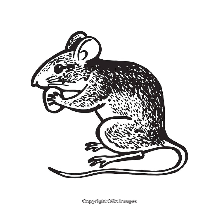 Black and White Line Art Illustration of a Mouse Eating