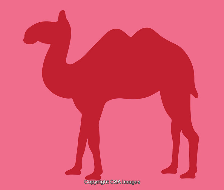 Silhouette of a Camel in Bold Red on Pink Background