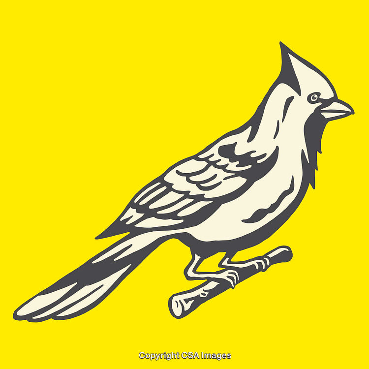 Detailed Line Art Illustration of a Bird on a Yellow Background