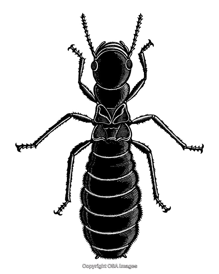 Detailed Engraving of a Termite in Black and White Illustration