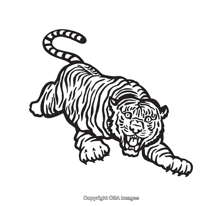 Detailed Line Art Illustration of a Tiger in a Dynamic Pose