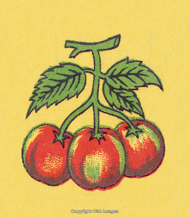 Illustration of Three Red Tomatoes on a Vine with Green Leaves