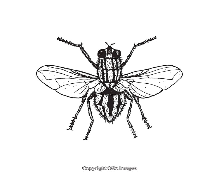 Detailed Black and White Line Art Illustration of a Fly