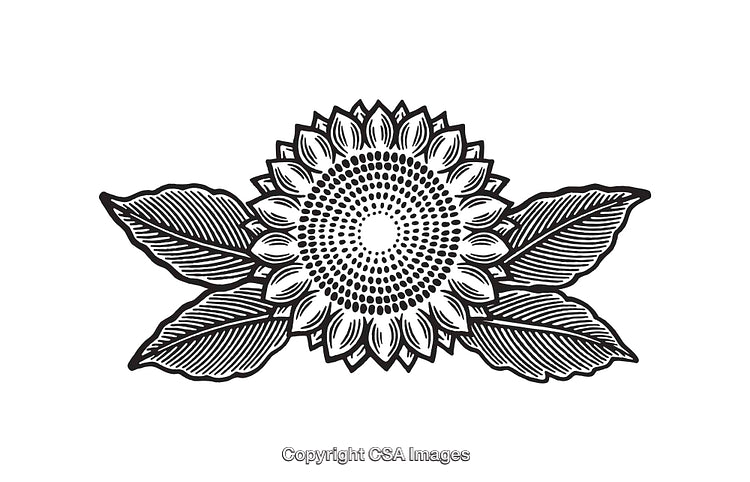 Detailed Black And White Line Art Illustration of a Sunflower Design