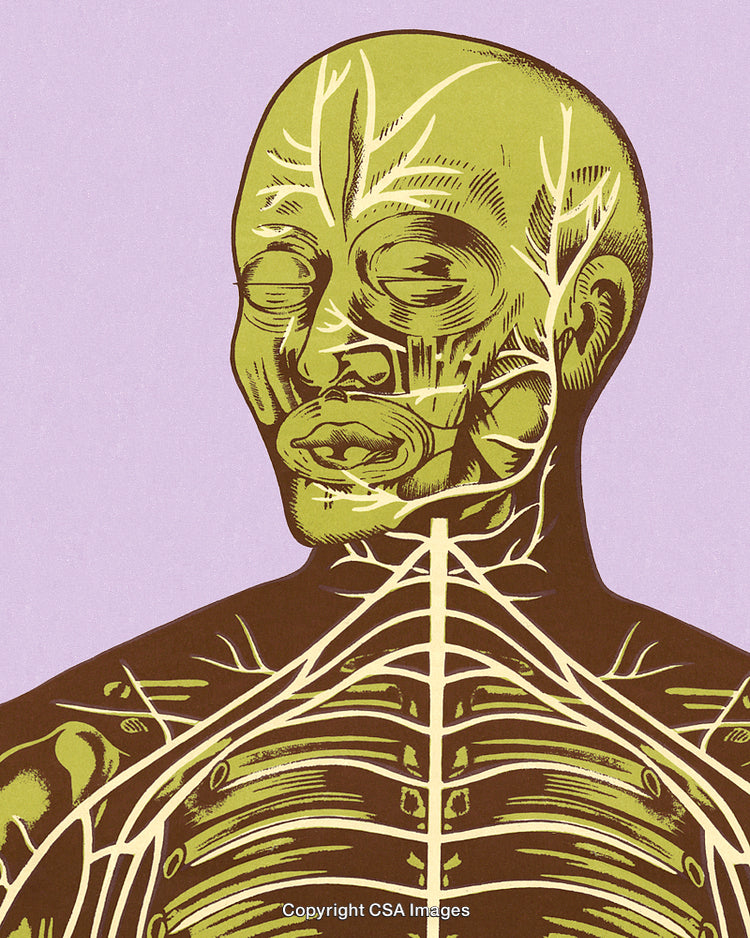Anatomical Illustration of Human Nervous System and Muscles on Colorful Background