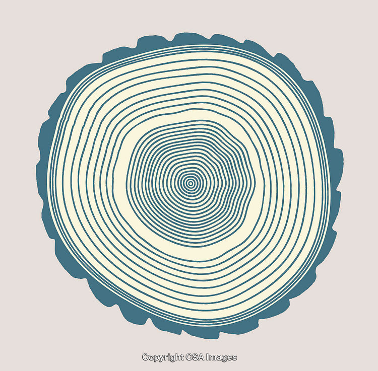 Abstract Illustration of Tree Growth Rings with Intricate Line Patterns