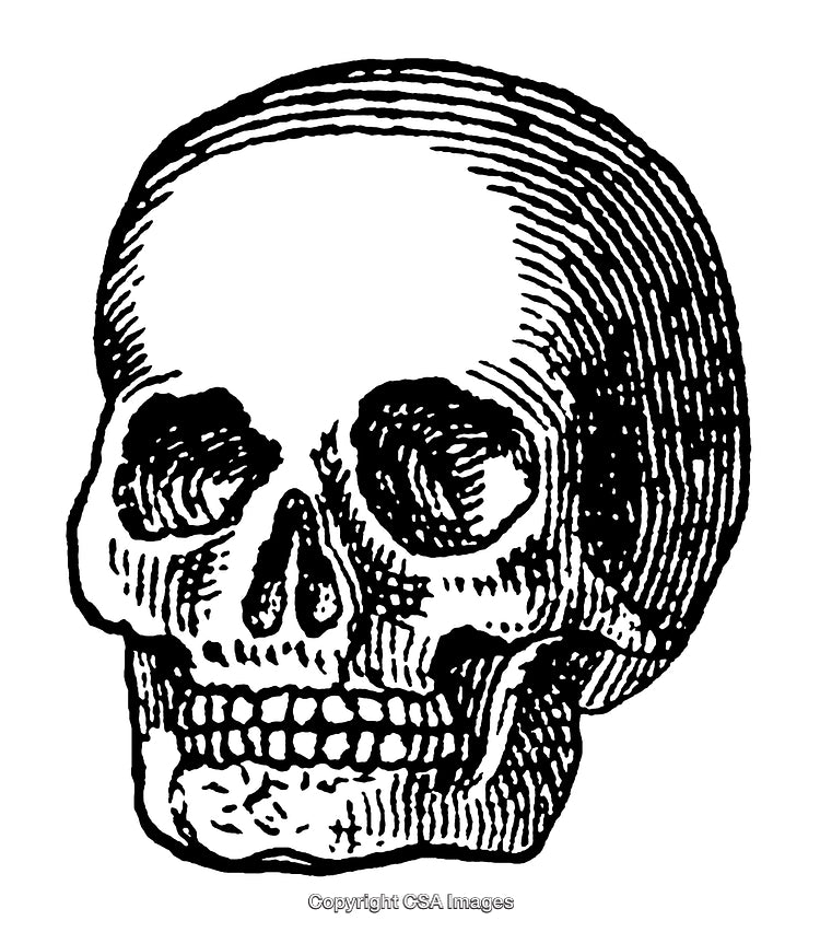 Intricate Black and White Engraving of a Human Skull Illustration