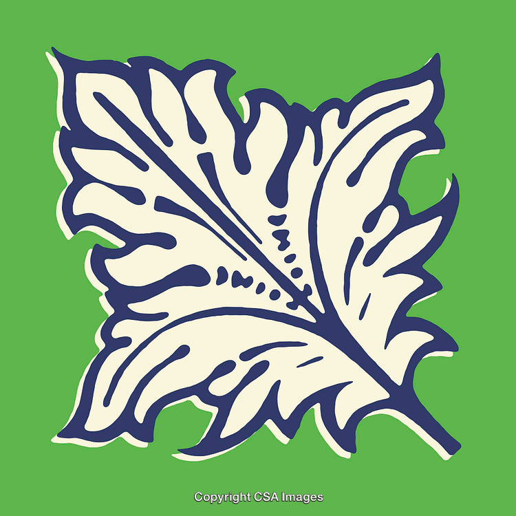 Illustrative Leaf Artwork in Bold Line Art on Vibrant Background