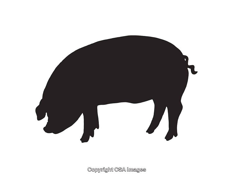 Silhouette Illustration of a Pig in Profile on White Background