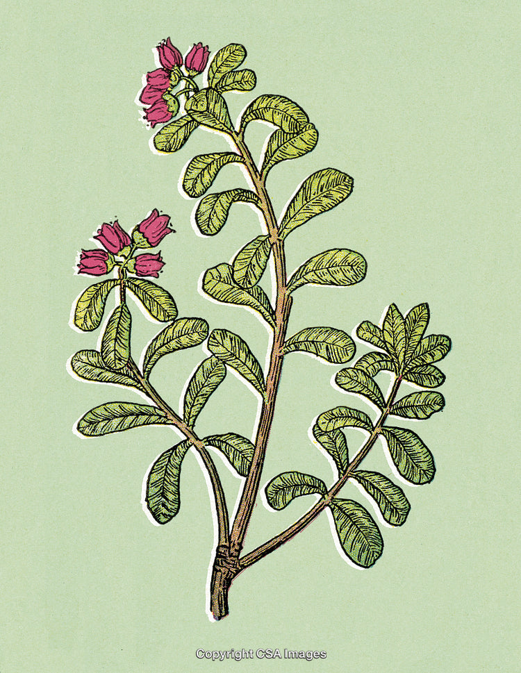Botanical Illustration of a Flowering Plant on Green Background