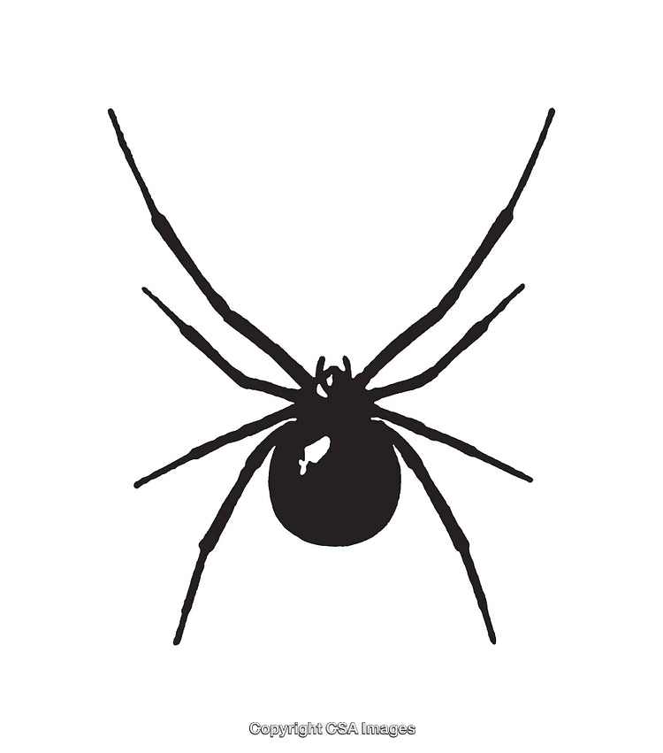 Black and White Line Art Illustration of a Spider Silhouette