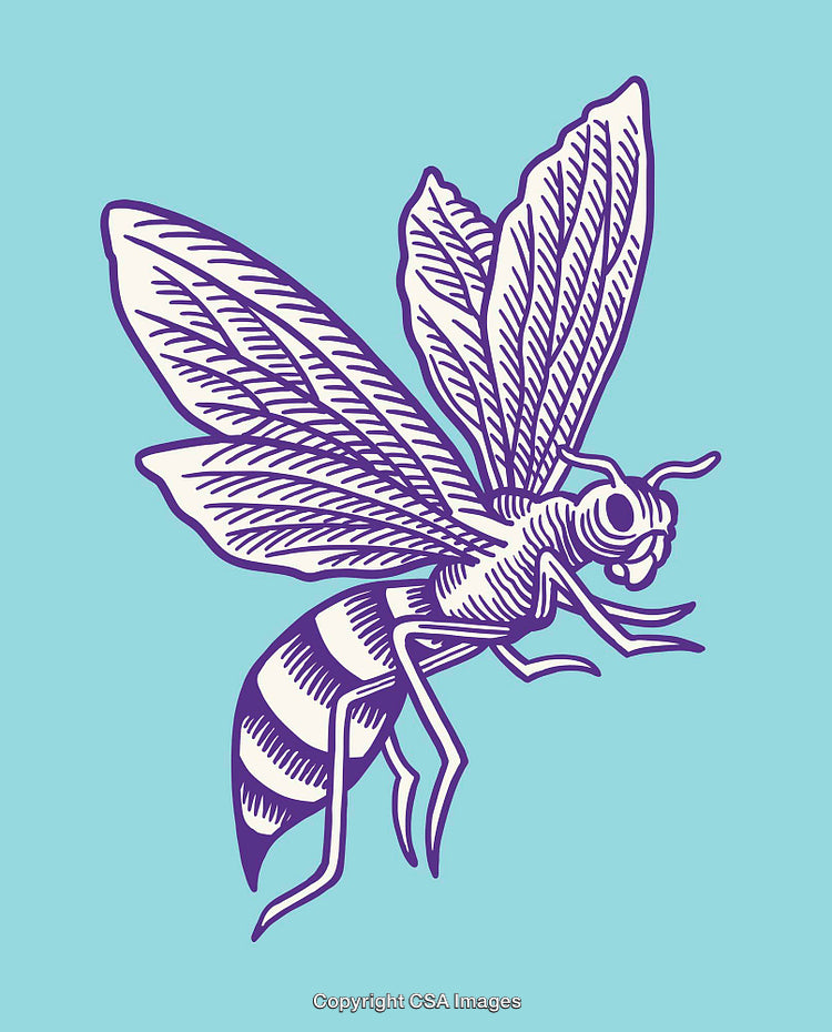 Illustration of a Detailed Bee in Purple Line Art on Blue Background