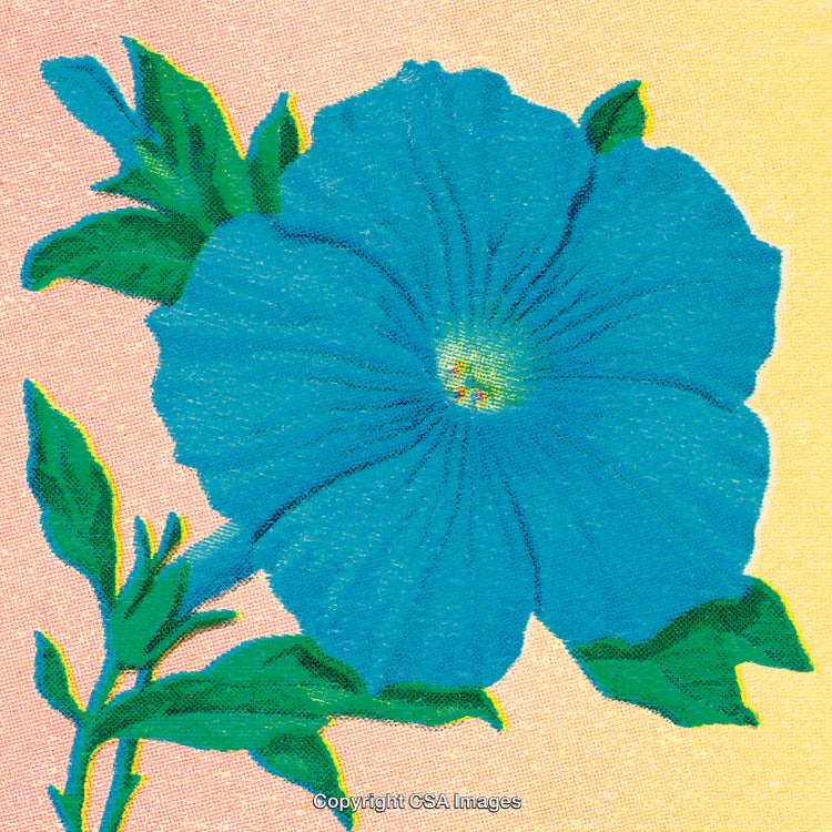 Close-Up of a Vibrant Blue Flower on a Subtle Gradient Background