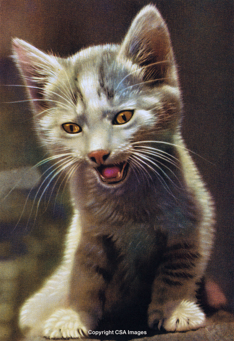 Close-Up of a Playful Kitten Expressing Excitement with Vintage Photo Style