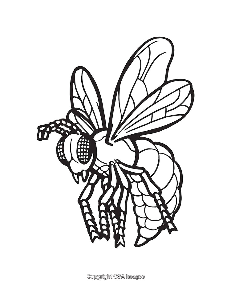 Detailed Black and White Line Art of a Flying Insect