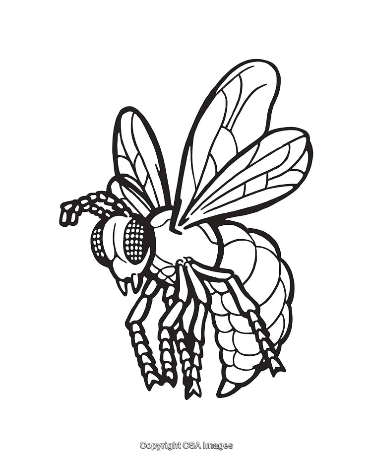 Detailed Black and White Line Art of a Flying Insect