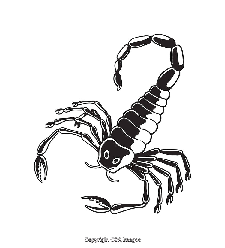 Detailed Black and White Illustration of a Scorpion in Line Art Style