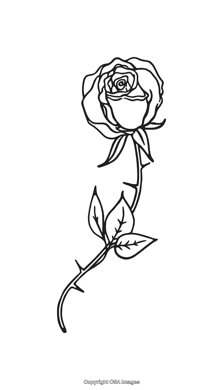 Black and White Line Art Illustration of Detailed Rose Flower