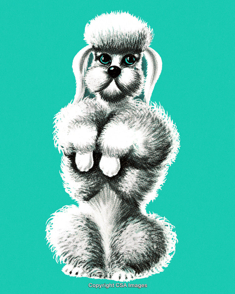 Illustration of a Friendly Poodle on a Vibrant Turquoise Background