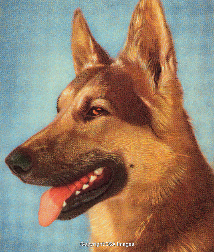Close-Up Illustration of a German Shepherd Dog on a Blue Background