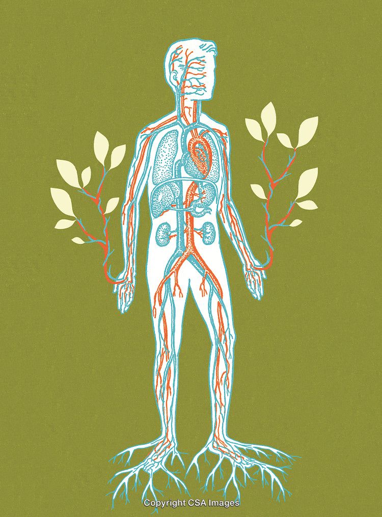 Illustration of Human Anatomy with Nature Elements Representing Health Connection